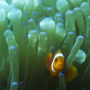 Nemo found 