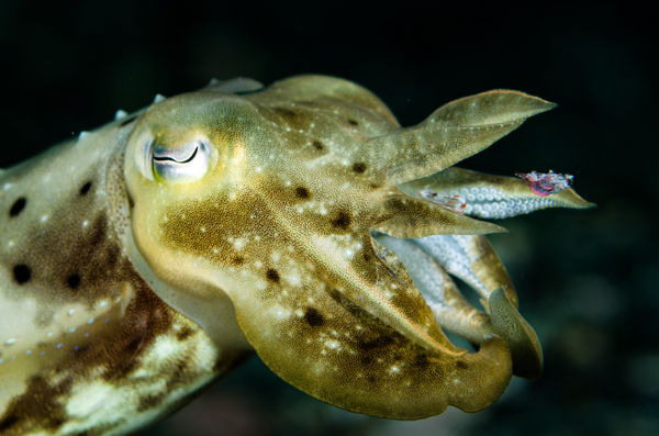 Small Cuttlefish