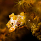 Yellow Pygmy Seahorse