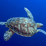 Swimming Green Turtle