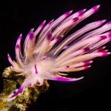 Flabellina in the Current