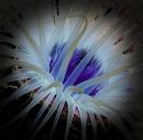 Cup Anemone