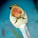 Yellowhead Jaw fish