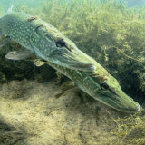 Courting Pike